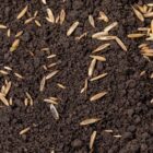Turfworld_Grass-Seed_Top-Soil.jpg