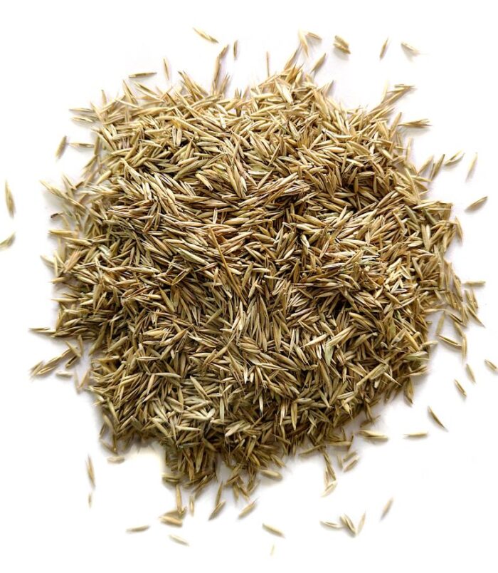 grass-seed-1-web.jpg
