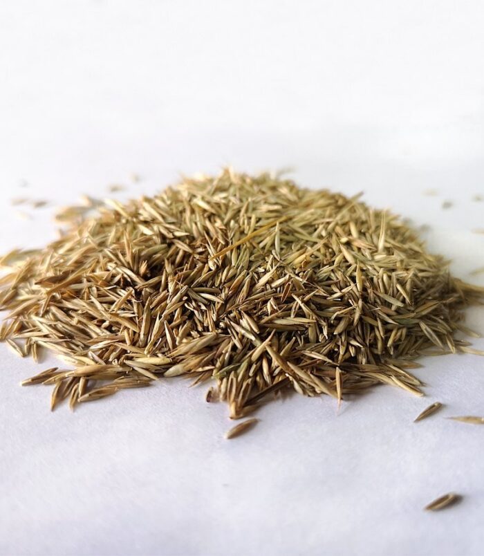 grass-seed-2-web.jpg