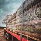 turf-turfworld-turf-roll-buy-turf-field-pallet-turf-lorry.jpg